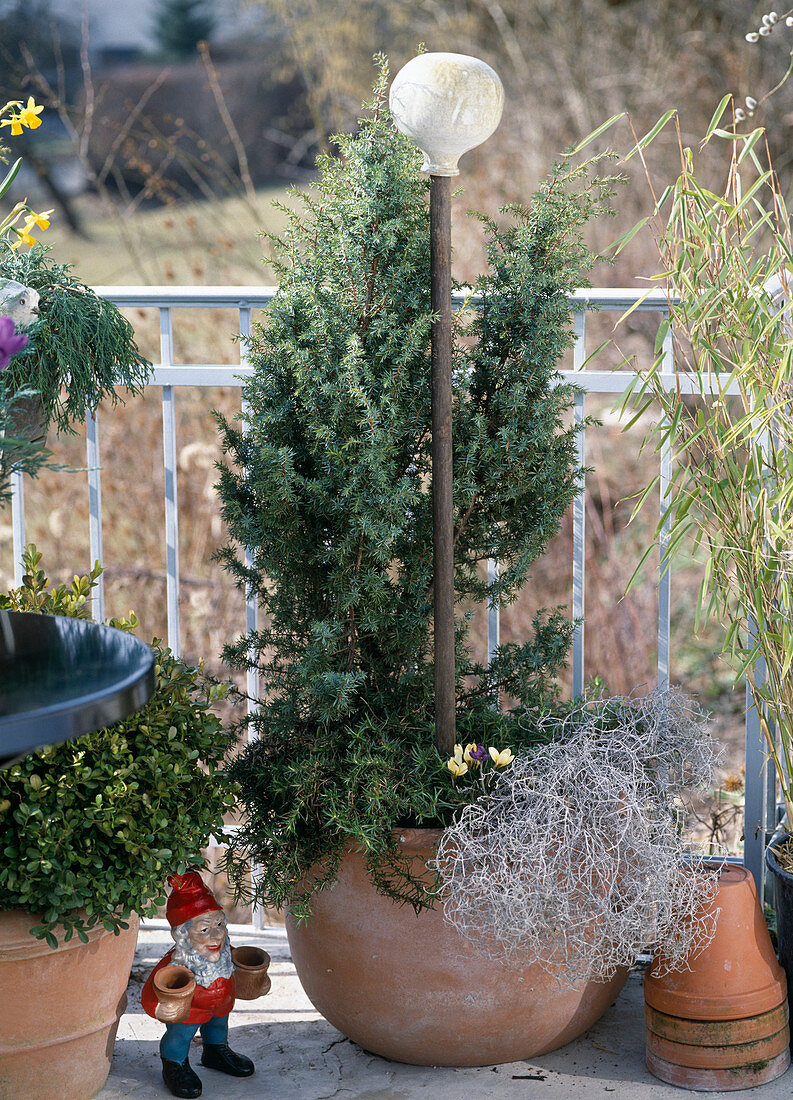 Juniperus communis, Calocephalus (barbed wire)