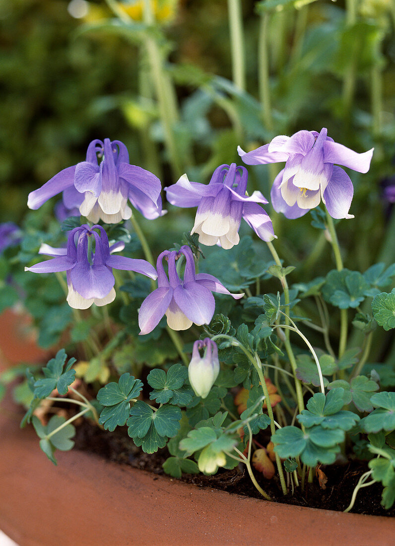 Aquilegia flabellata 'Mini Star'