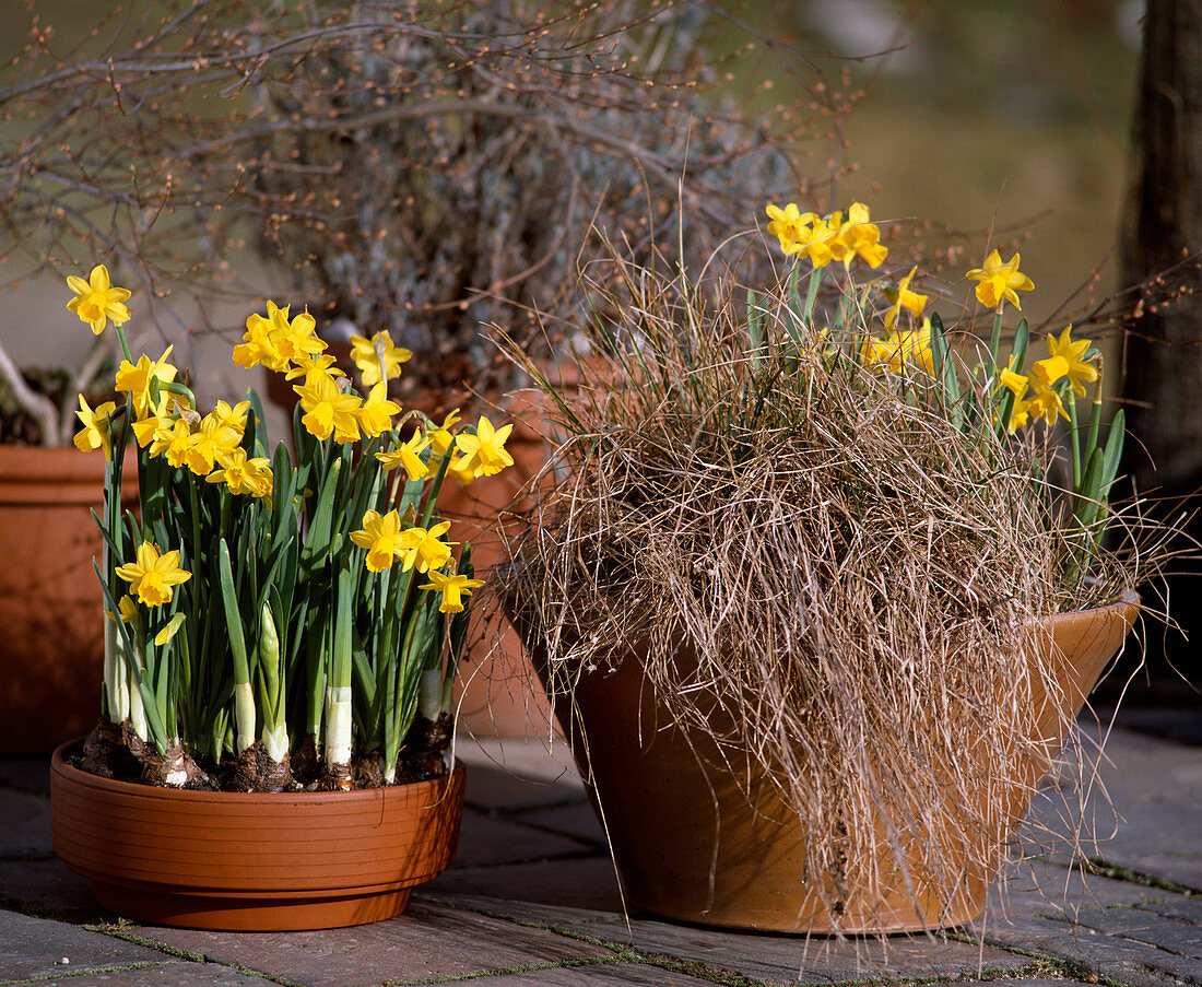Spring bowl with daffodils