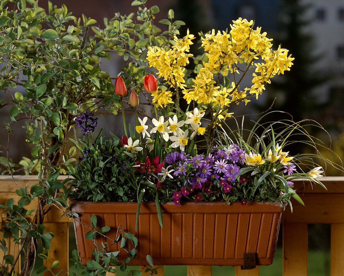 Forsythia X Intermedia, Tulipa