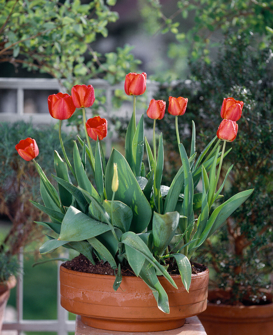 Tulips in a bowl