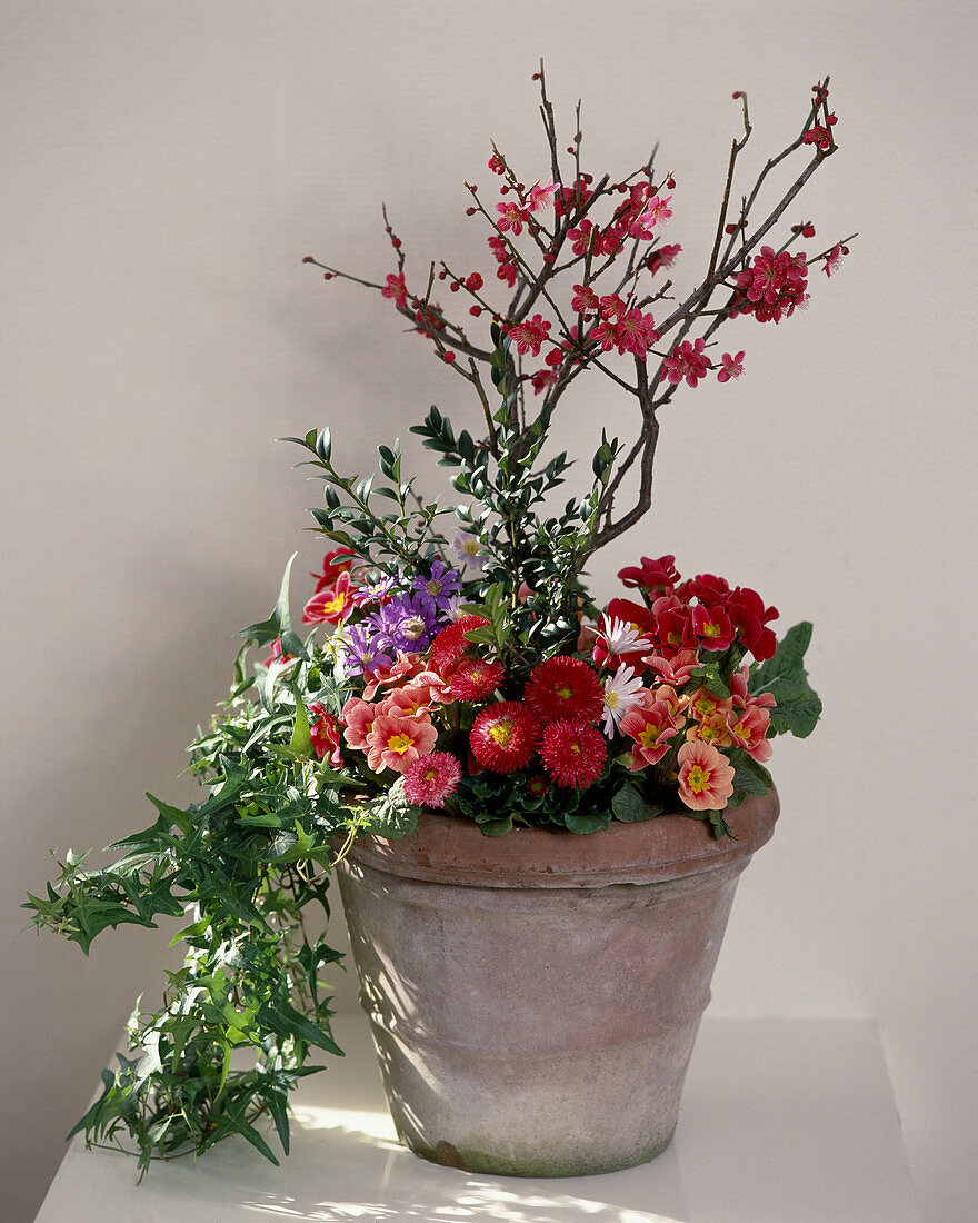 Malus hybrid, Hedera helix, Bellis perennis