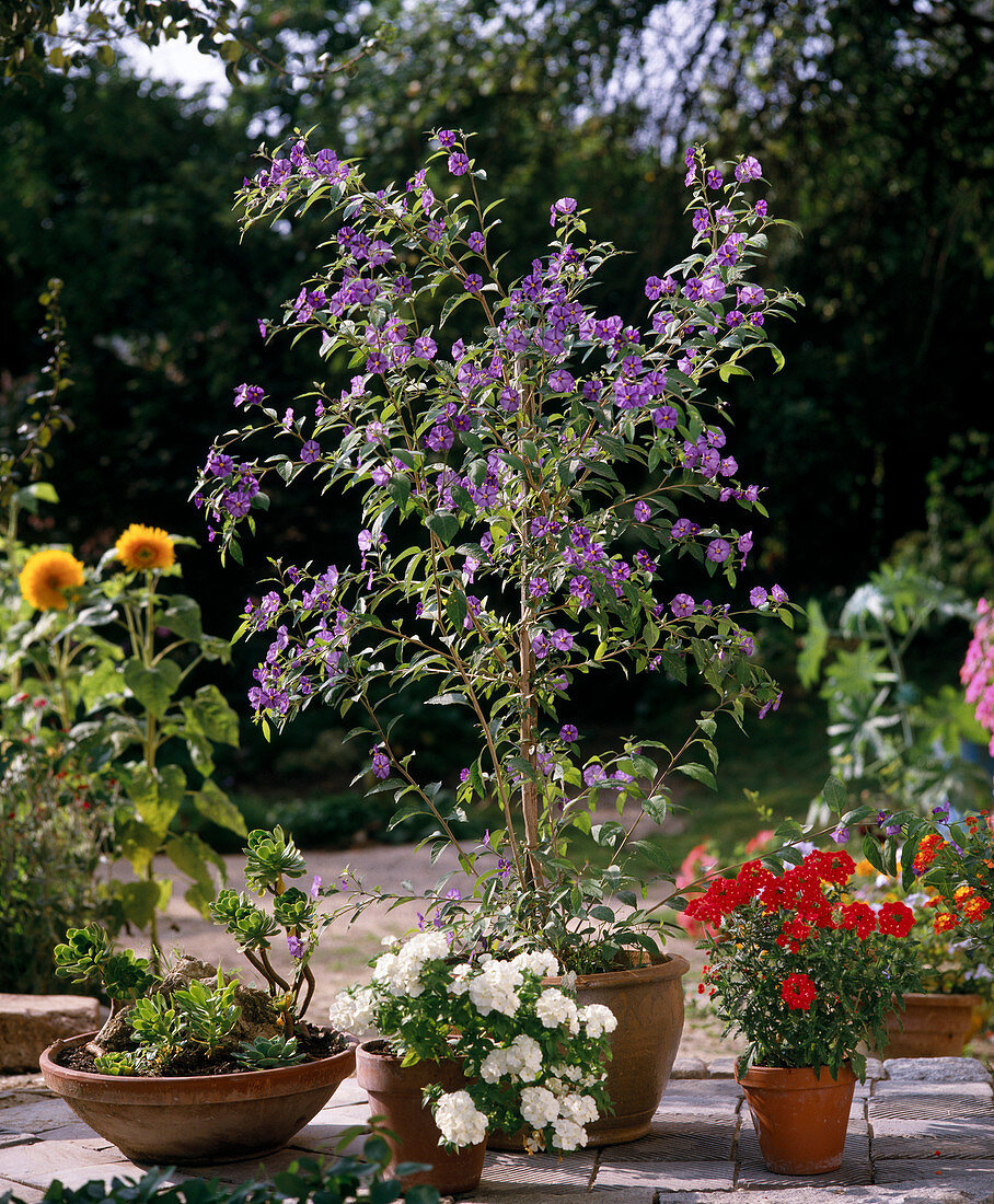 Solanum rantonnetii, Verbena hybride, Phlox