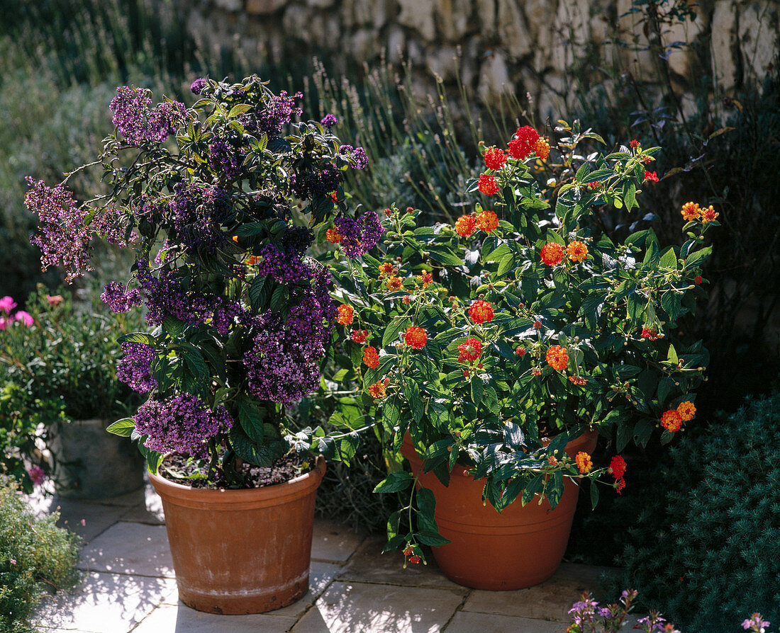 Heliotropium peruvianum, Lantana camara hybr.