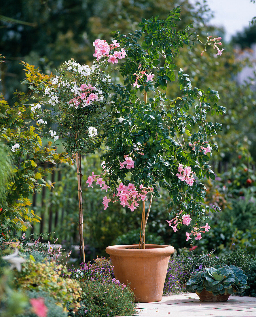 Podranea jasminoides