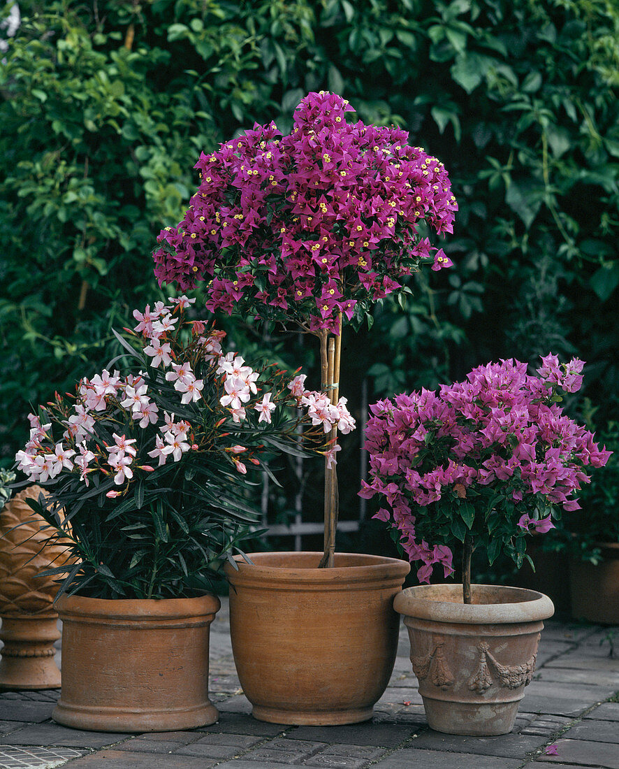 Bougainvillea glabra, Nerium Oleander