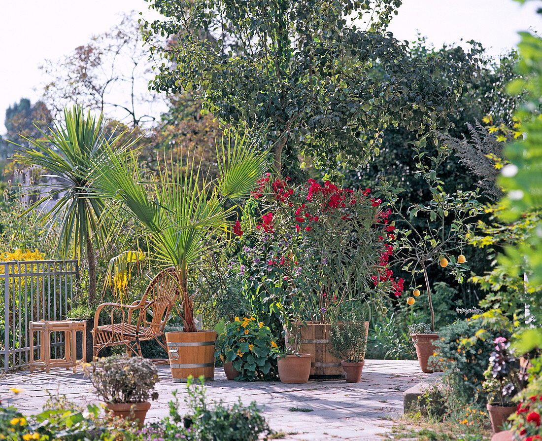 Dracaena, Washingtonia, Tropaeolum, Oleander