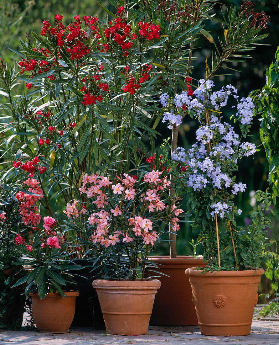 Nerium oleander und Plumbago