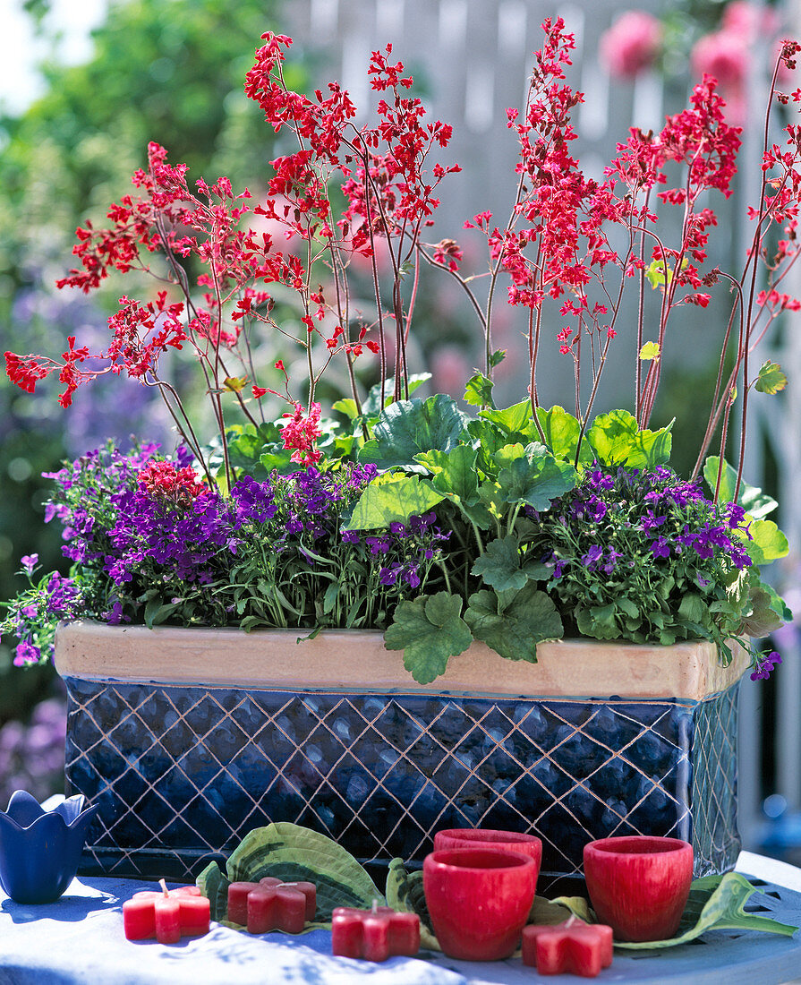 Heuchera hybrid (purple bell)