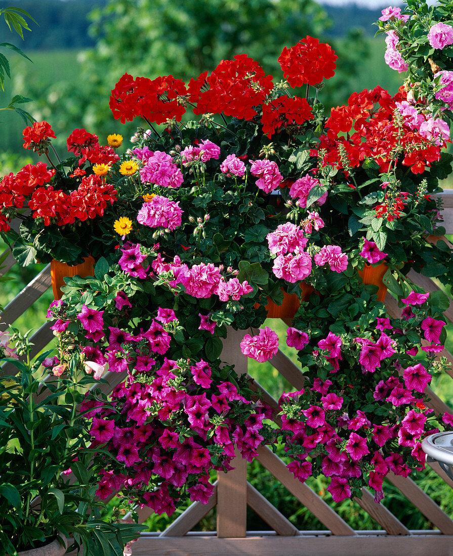 Pelargonium 'Orangeri', United