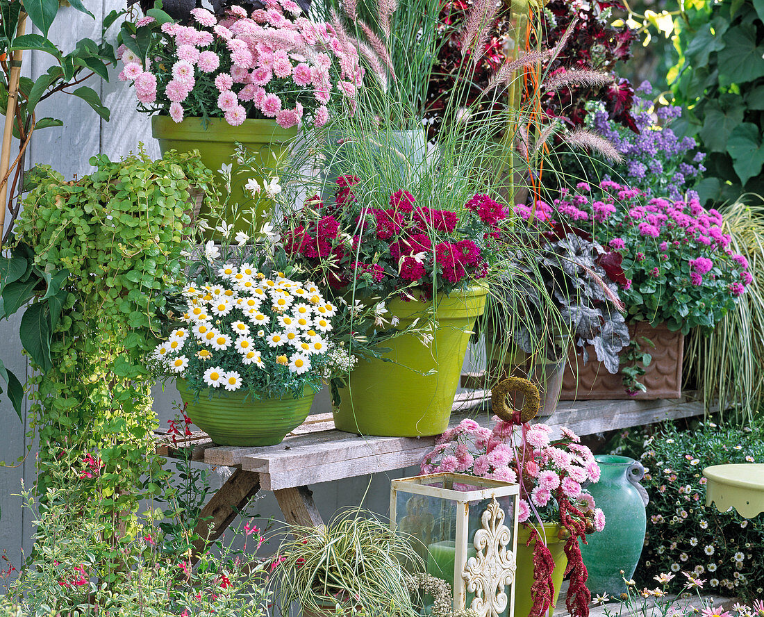 Etagere mit Argyranthemum 'Summer Melody' 'Blanche Petit'