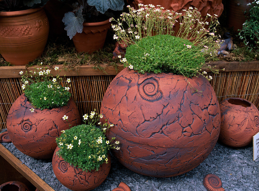 Clay balls planted with Saxifraga