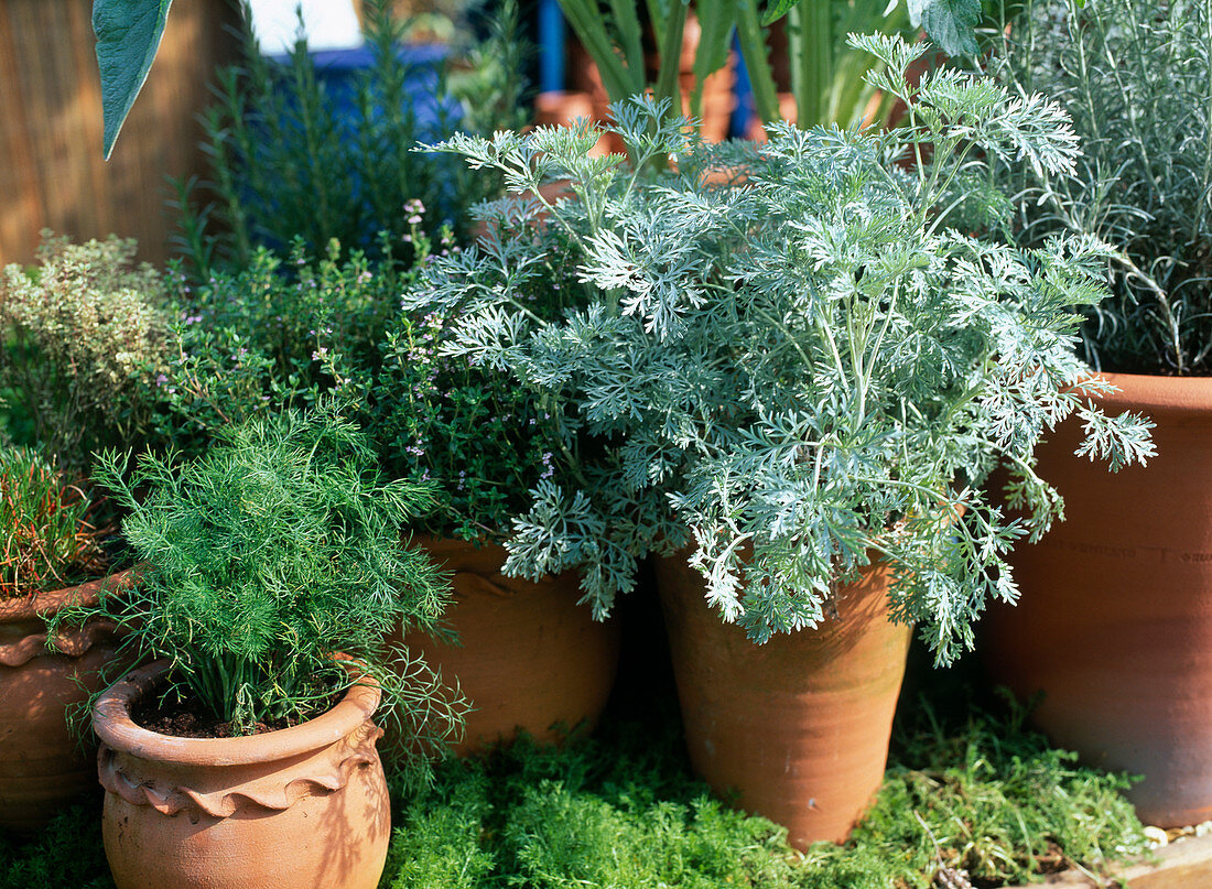 Artemisia, Dill