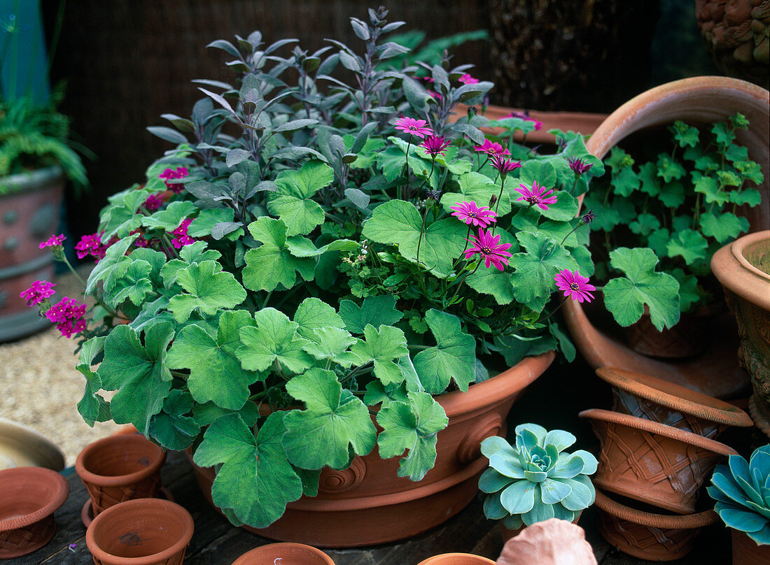 Pot with Pelargonium tomentosa