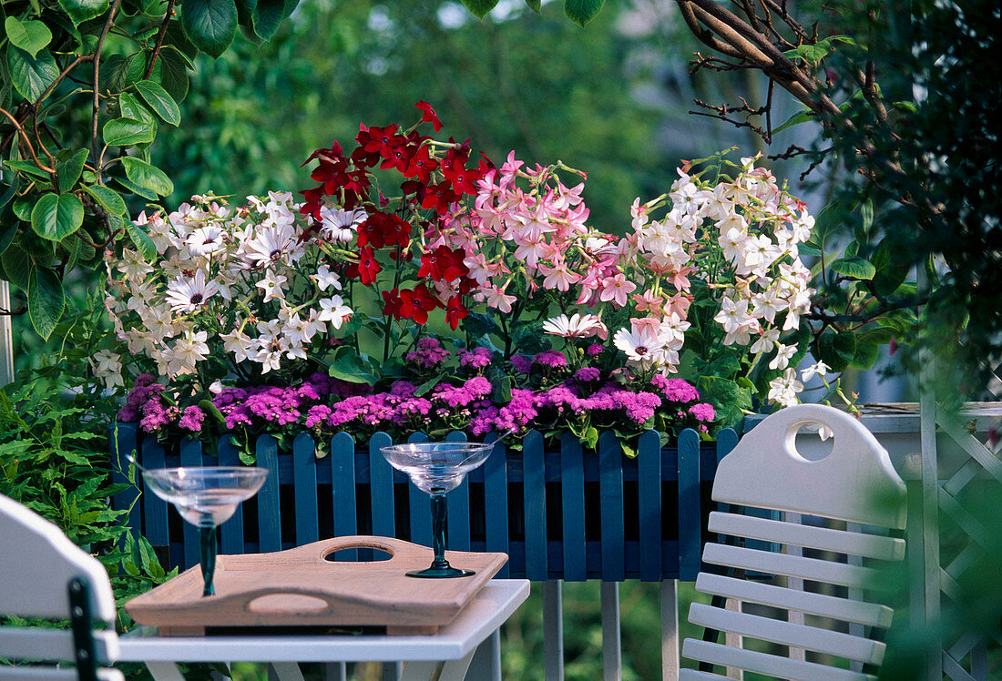 Diverse Nicotiana x sanderae (Ziertabak)