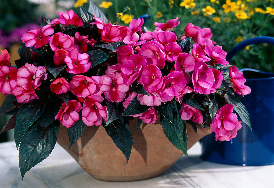 Impatiens New Guinea