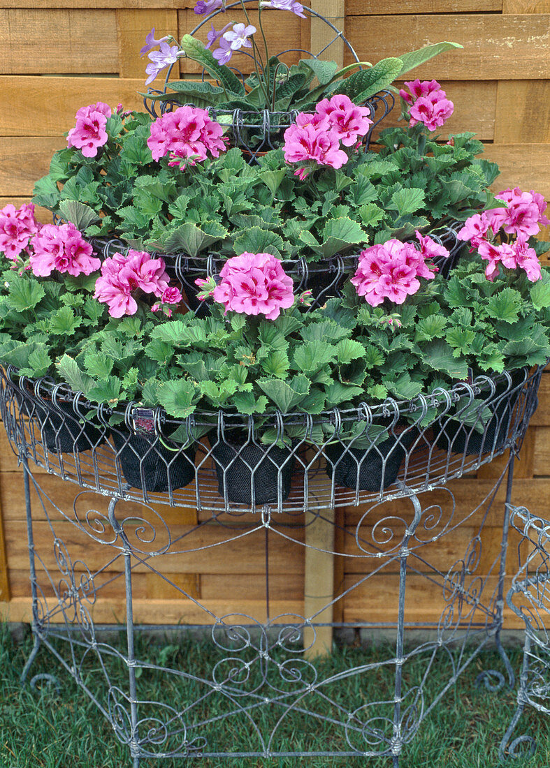 Semicircular wire etagere with Pelargonium grandiflorum