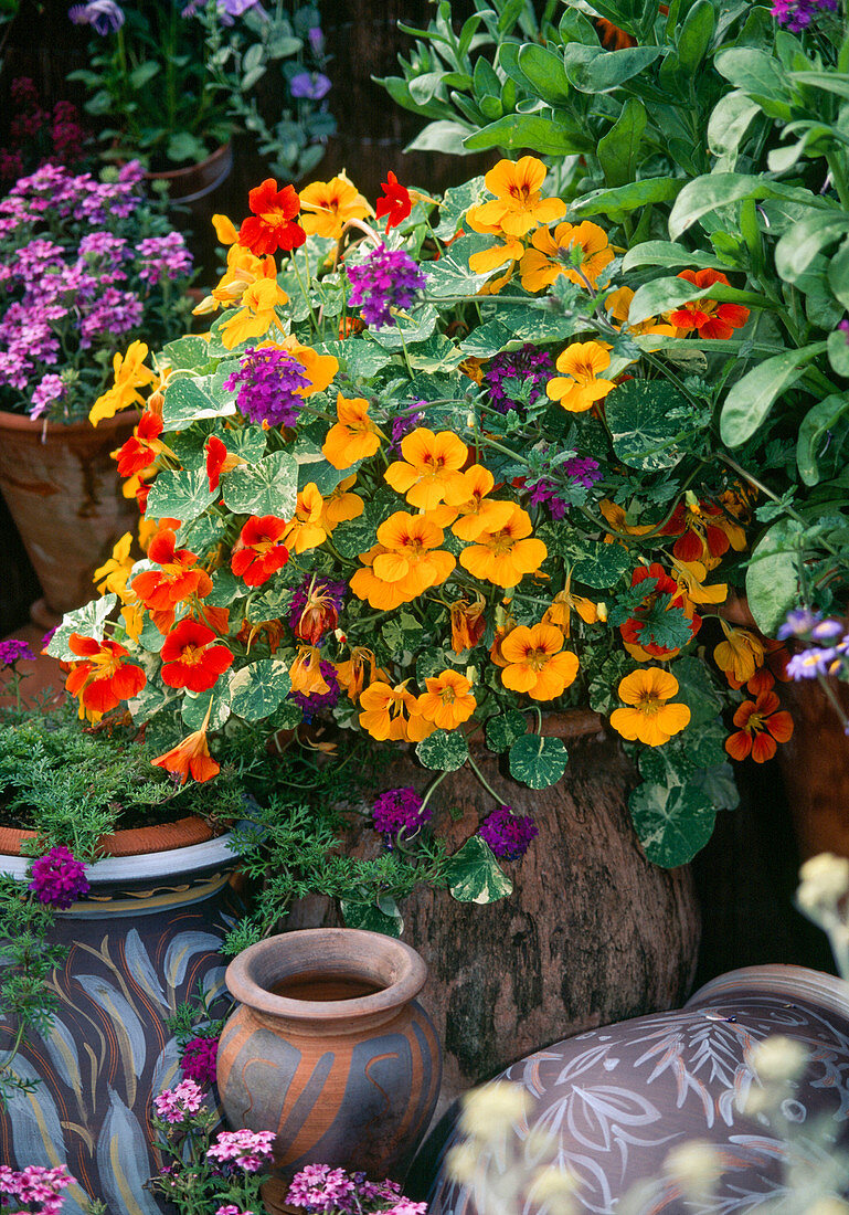 Tropaeolum majus 'Alaska Mix' (Kapuzinerkresse) und Verbena