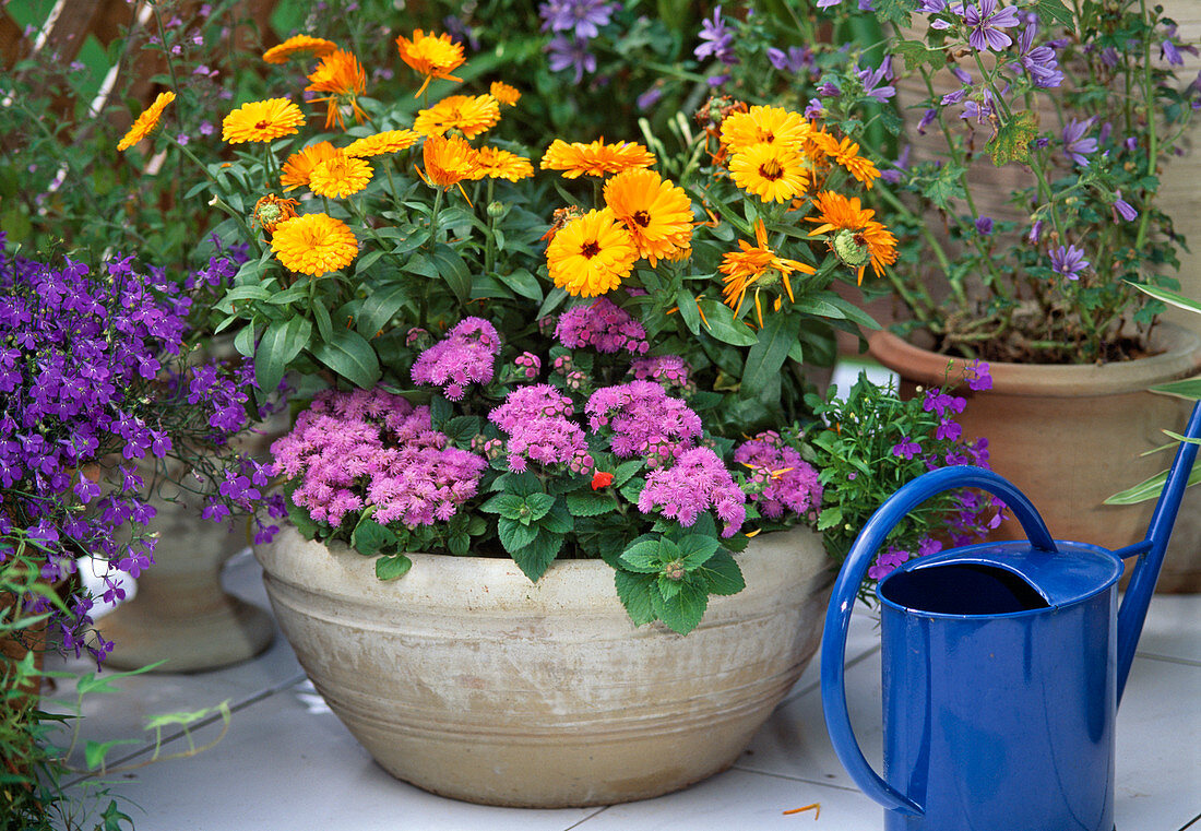 Calendula officinalis (Ringelblume), Ageratum