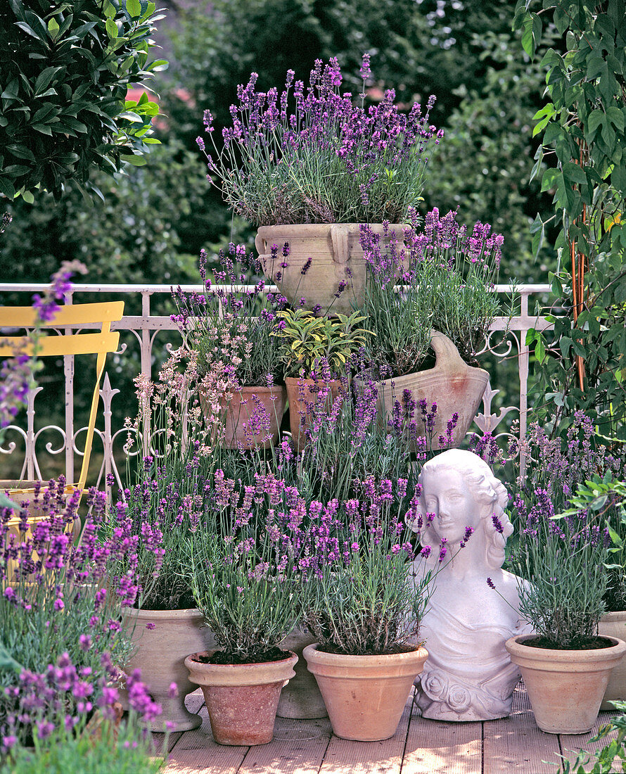 Lavandula ANGUSTIFOLIA