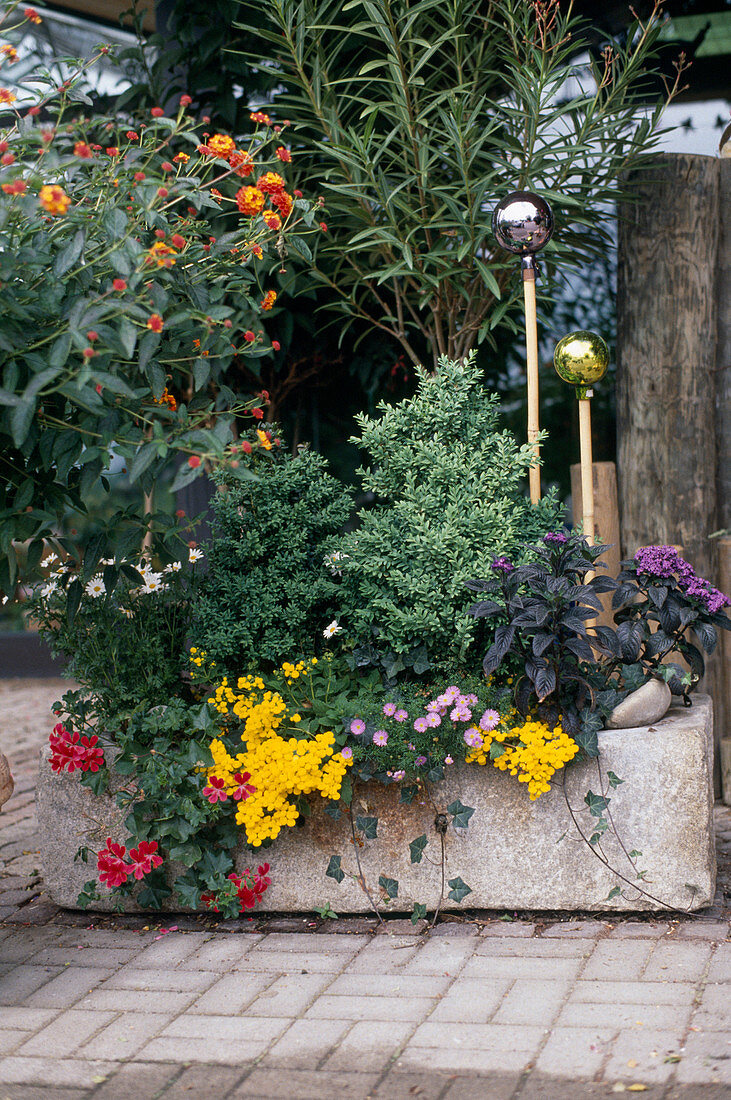 Trog Bepflanzt mit: Buxus, Pelargonium