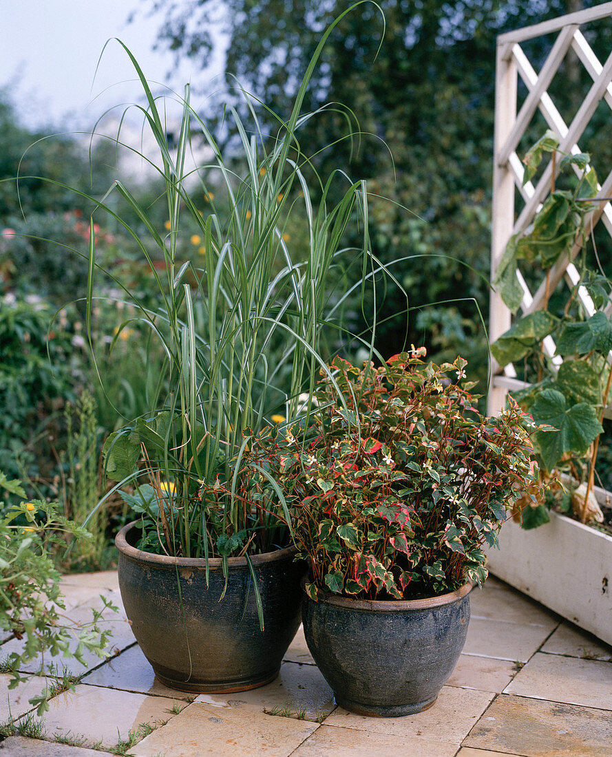 Houttuynia cordata, Miscanthus sinensis