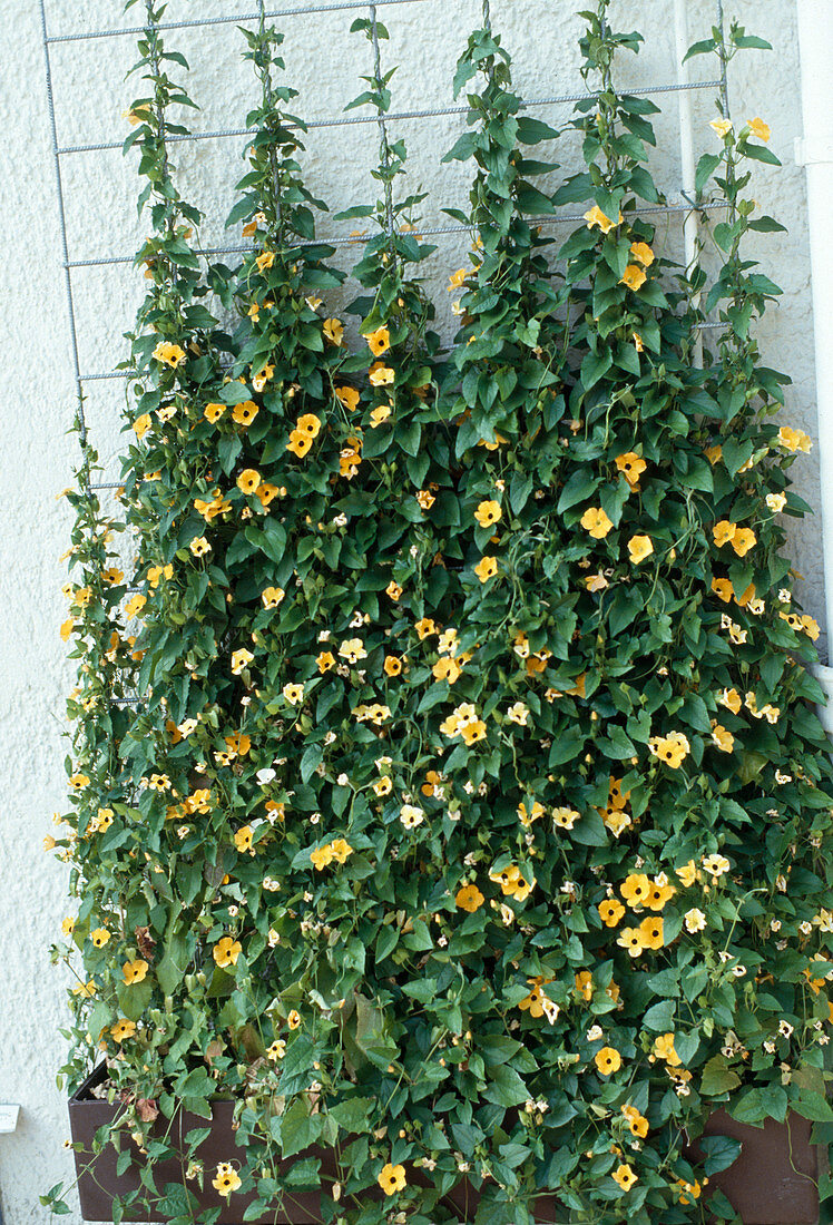 Thunbergia alata as wall planting