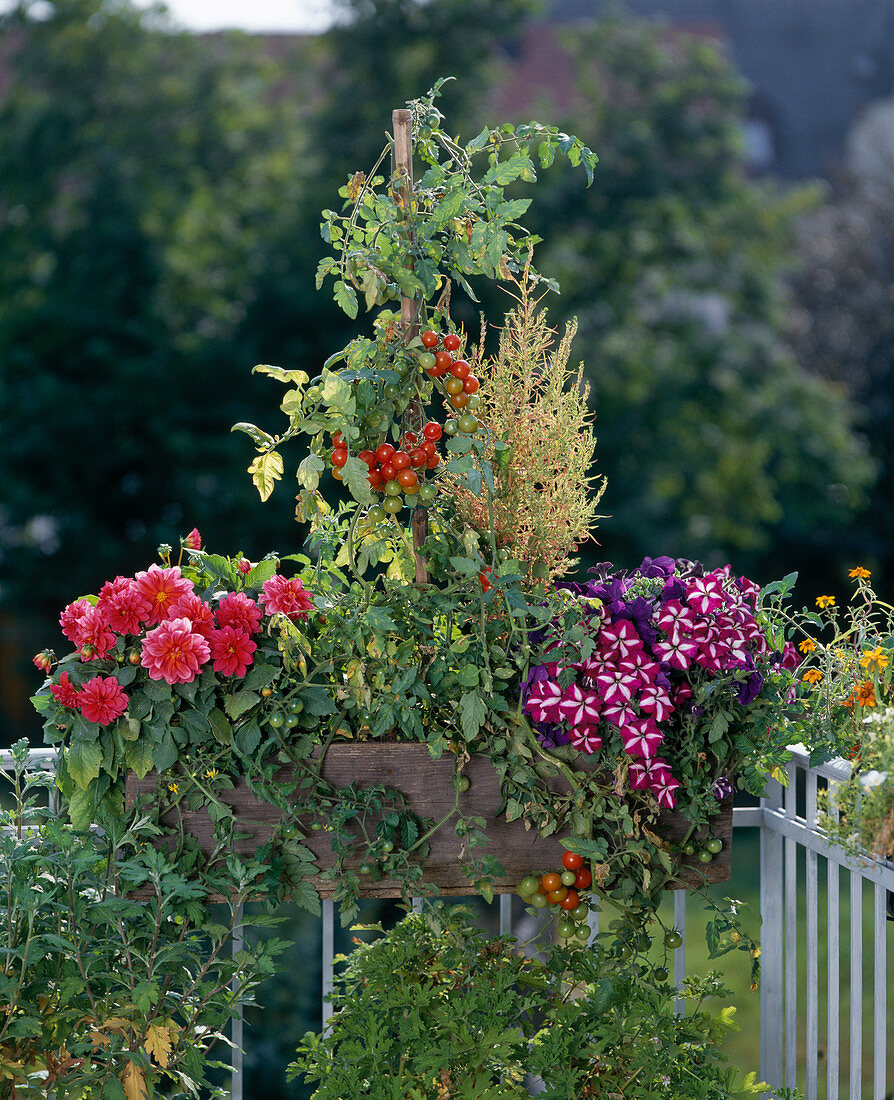 Dahlia variabilis, cocktail tomato and petunia