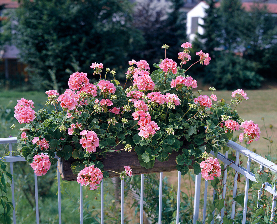 Pelargonium zonale (standing geraniums) in wooden box