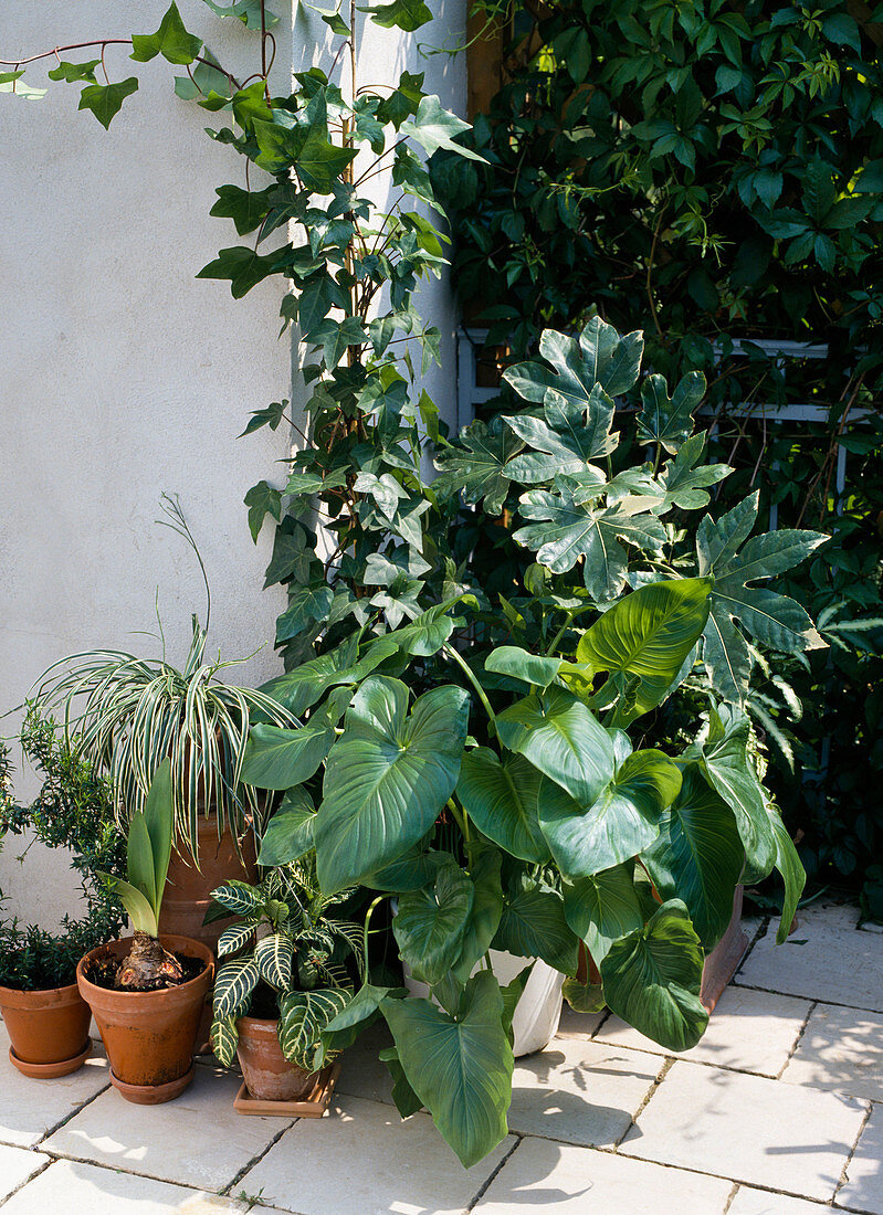 Houseplants on balcony, Zantedeschia, Schefflera