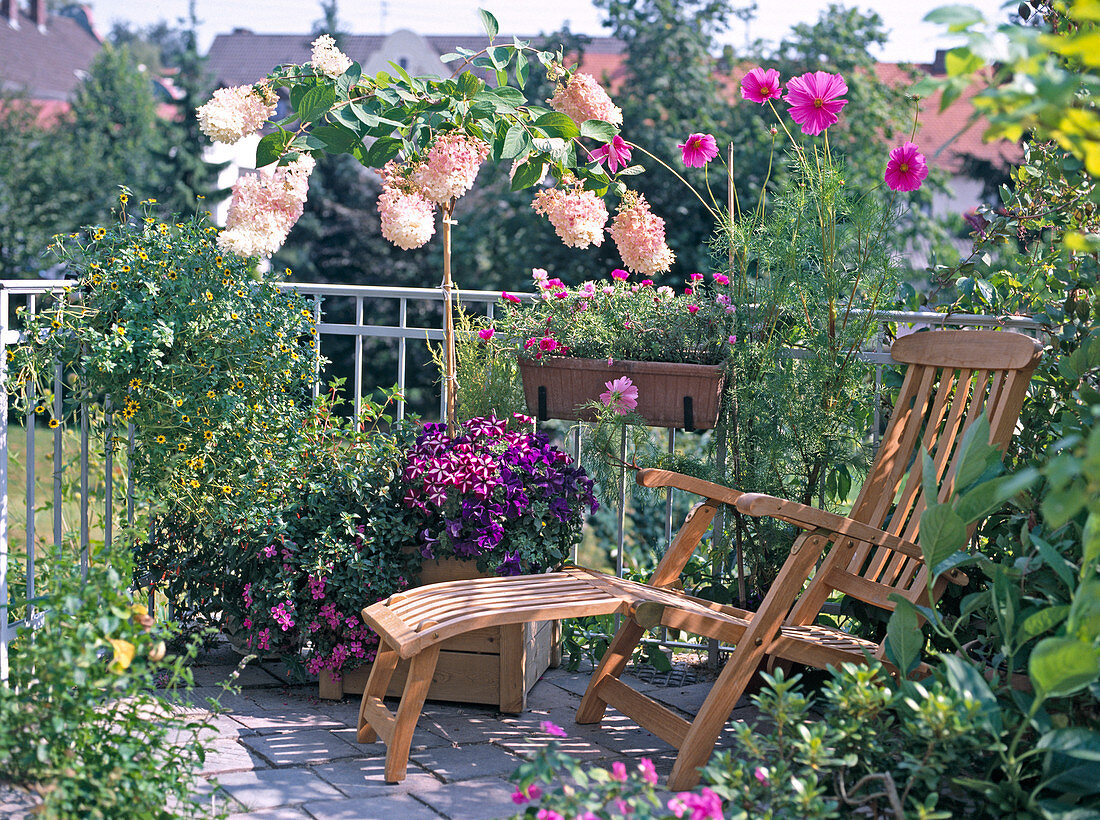 Hydrangea Paniculata, Petunia, Sanvitalia