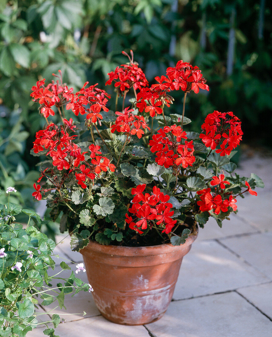 Pelargonium zonale 'Stadt Bern' (Stehende Geranie)