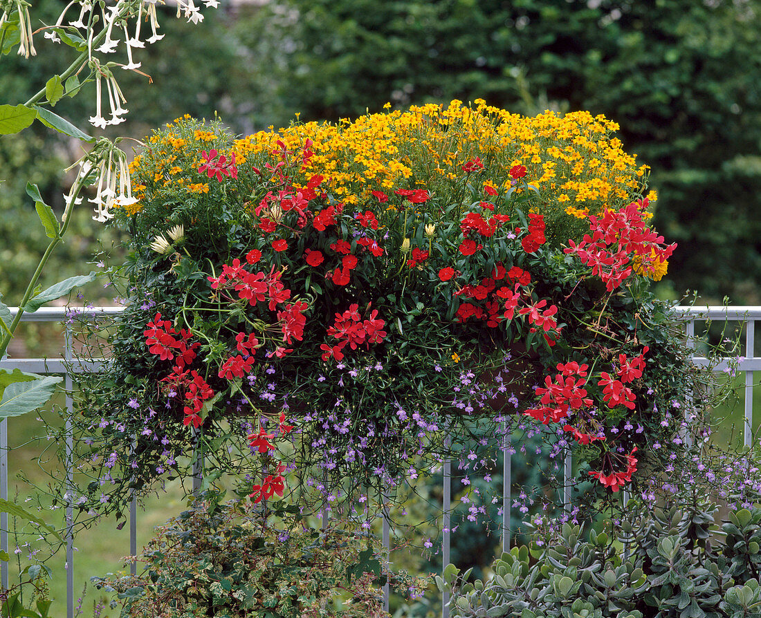 Tagetes tenuifolia 'Gnome', Gazania 'Ministar White'