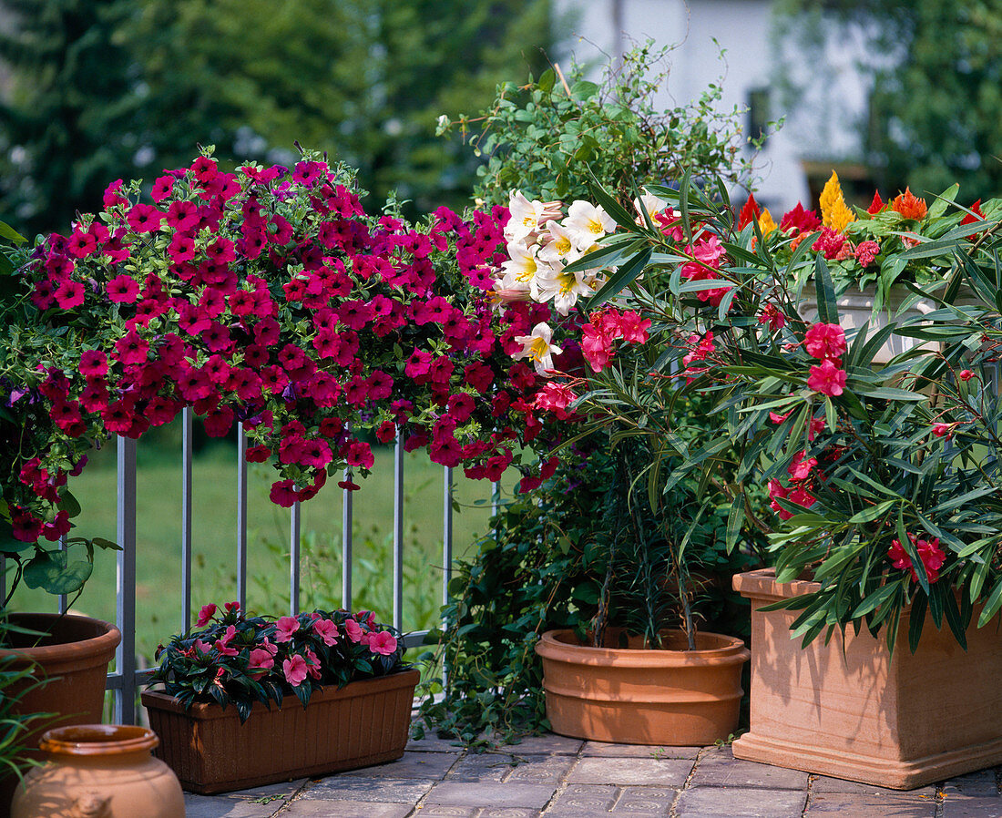 Petunia 'Revolution', Oleander, Lilium regale