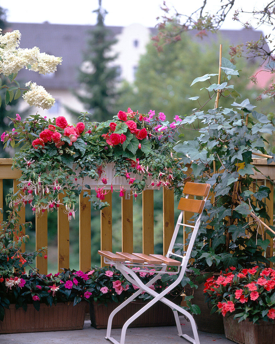 Impatiens, Begonia, Fuchsia hybrid, Hedera helix