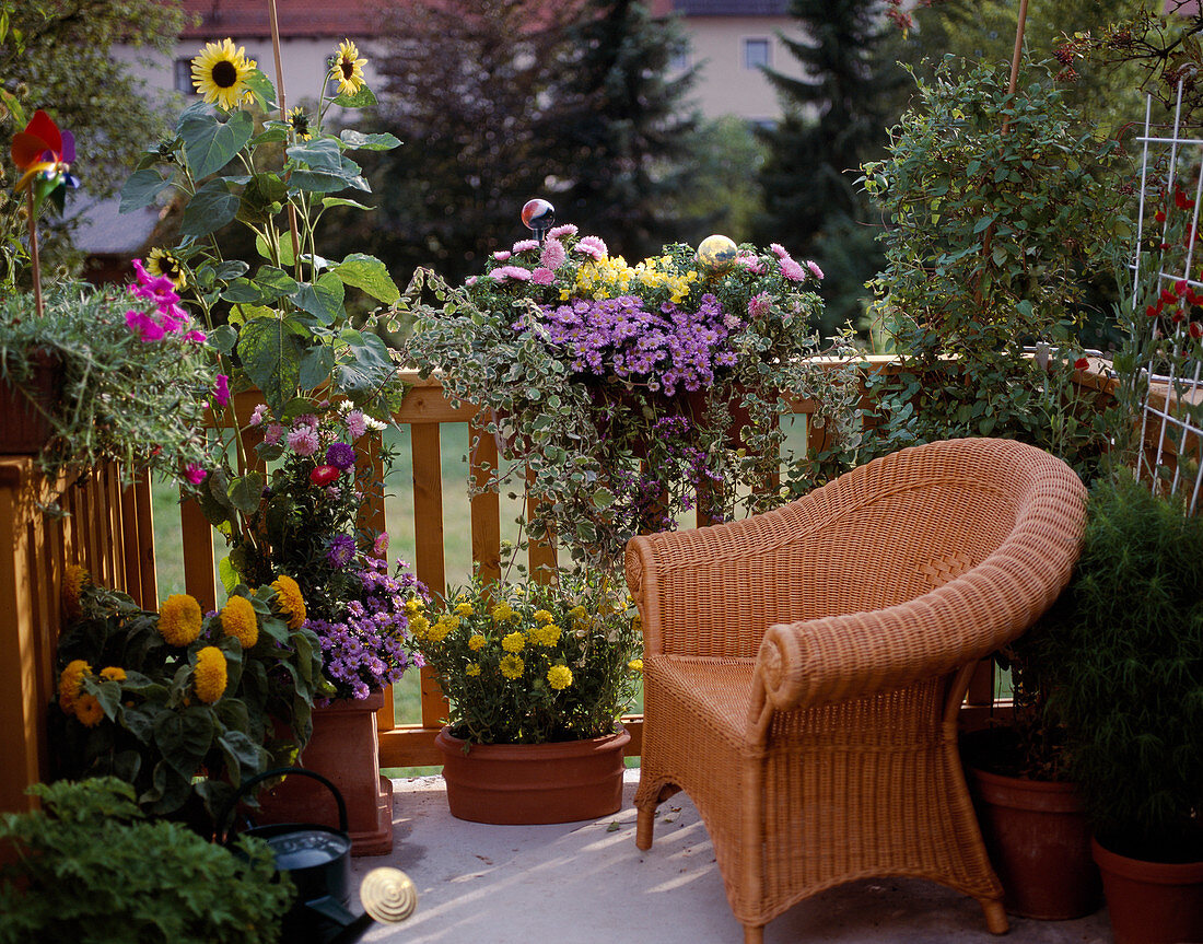 Late summer with Helianthus, Callistephus, Plectranthus, Aster, Antirrhinum, Kochia