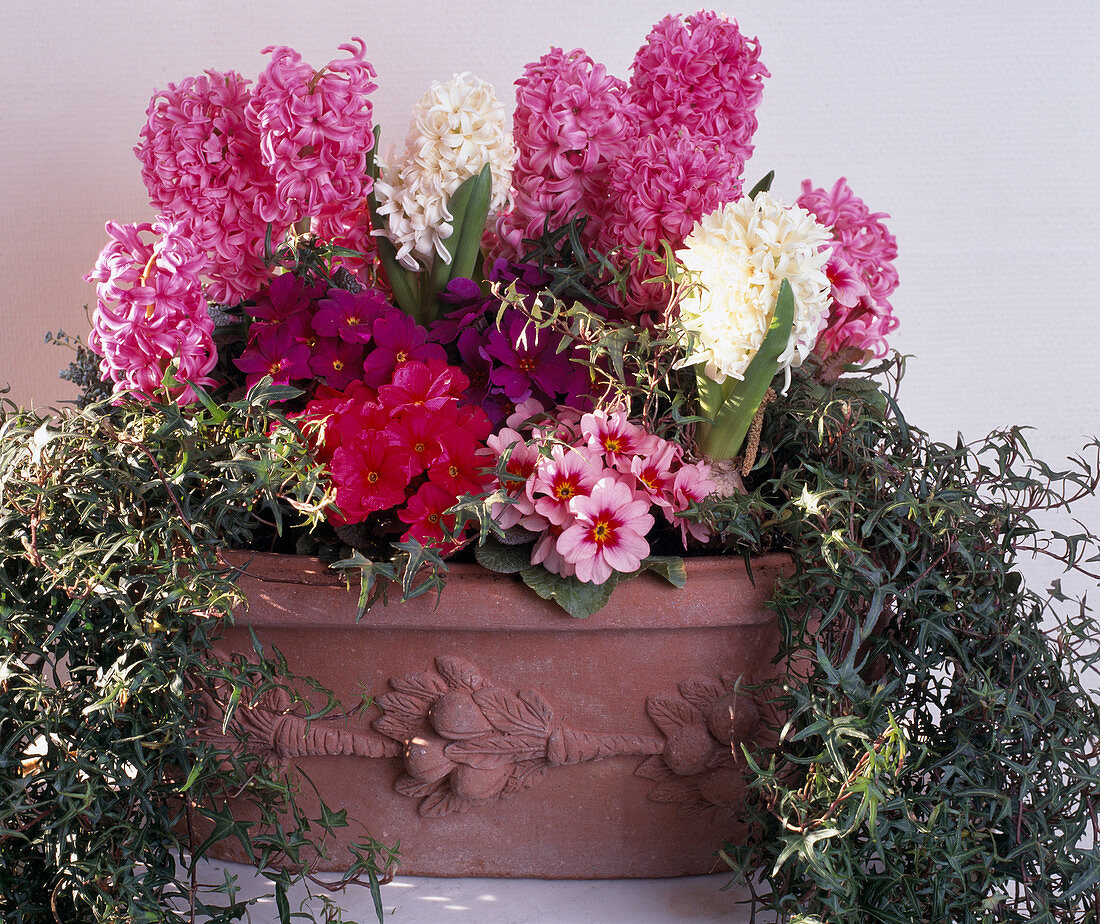 Hyacinthus orientalis, primula