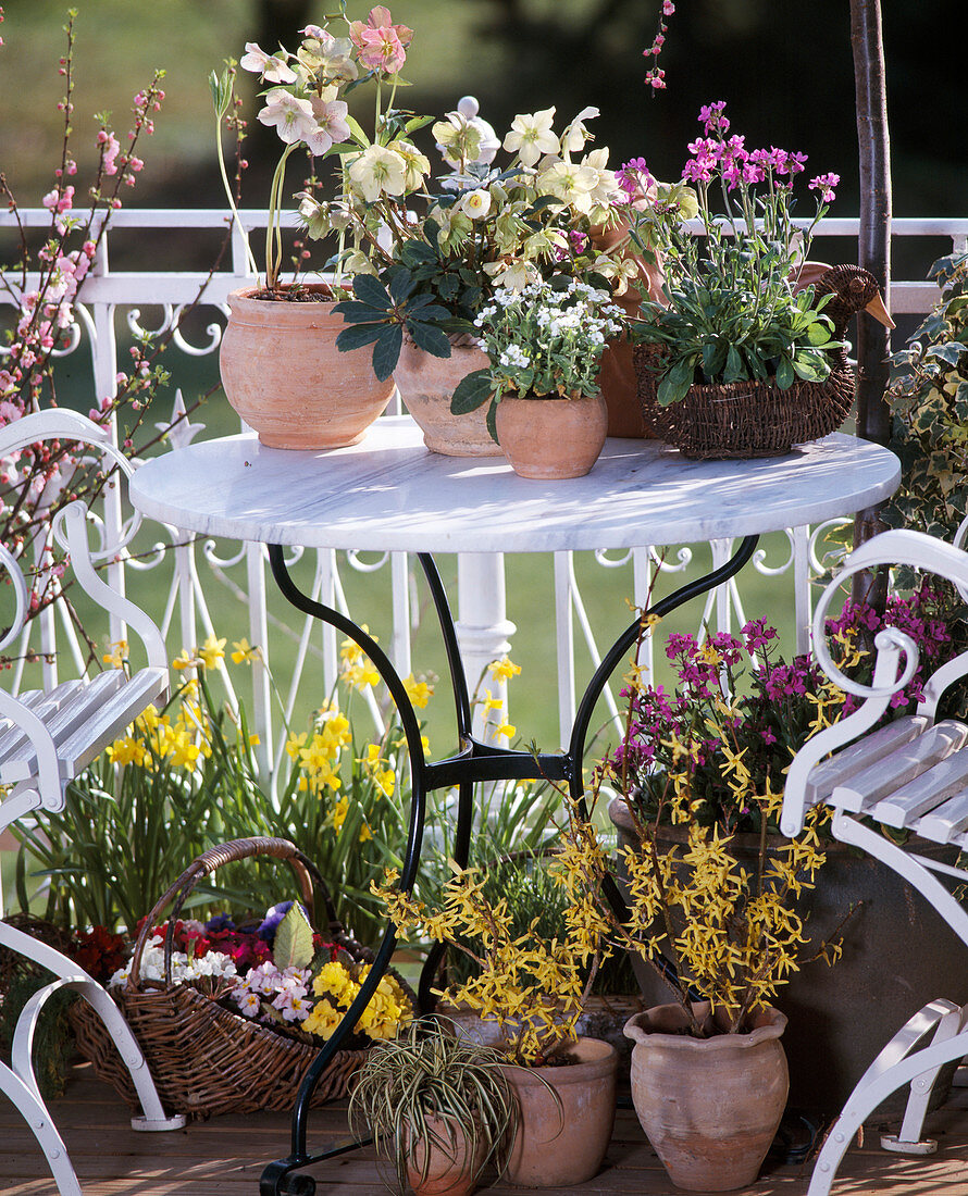 Helleborus niger, Forsythia, Narcissus