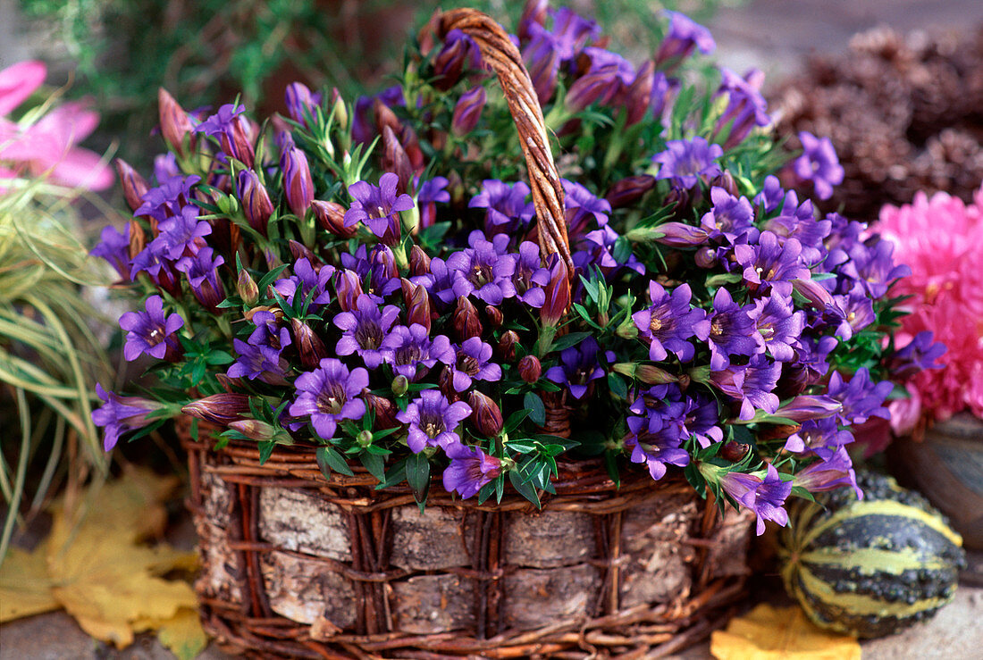 Gentiana scabra (autumn gentian)