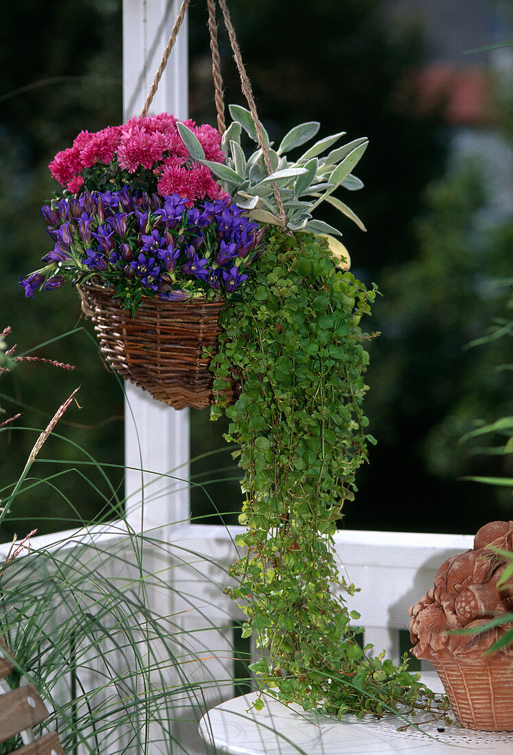 Enzian, Chrysantheme, Lysimachia