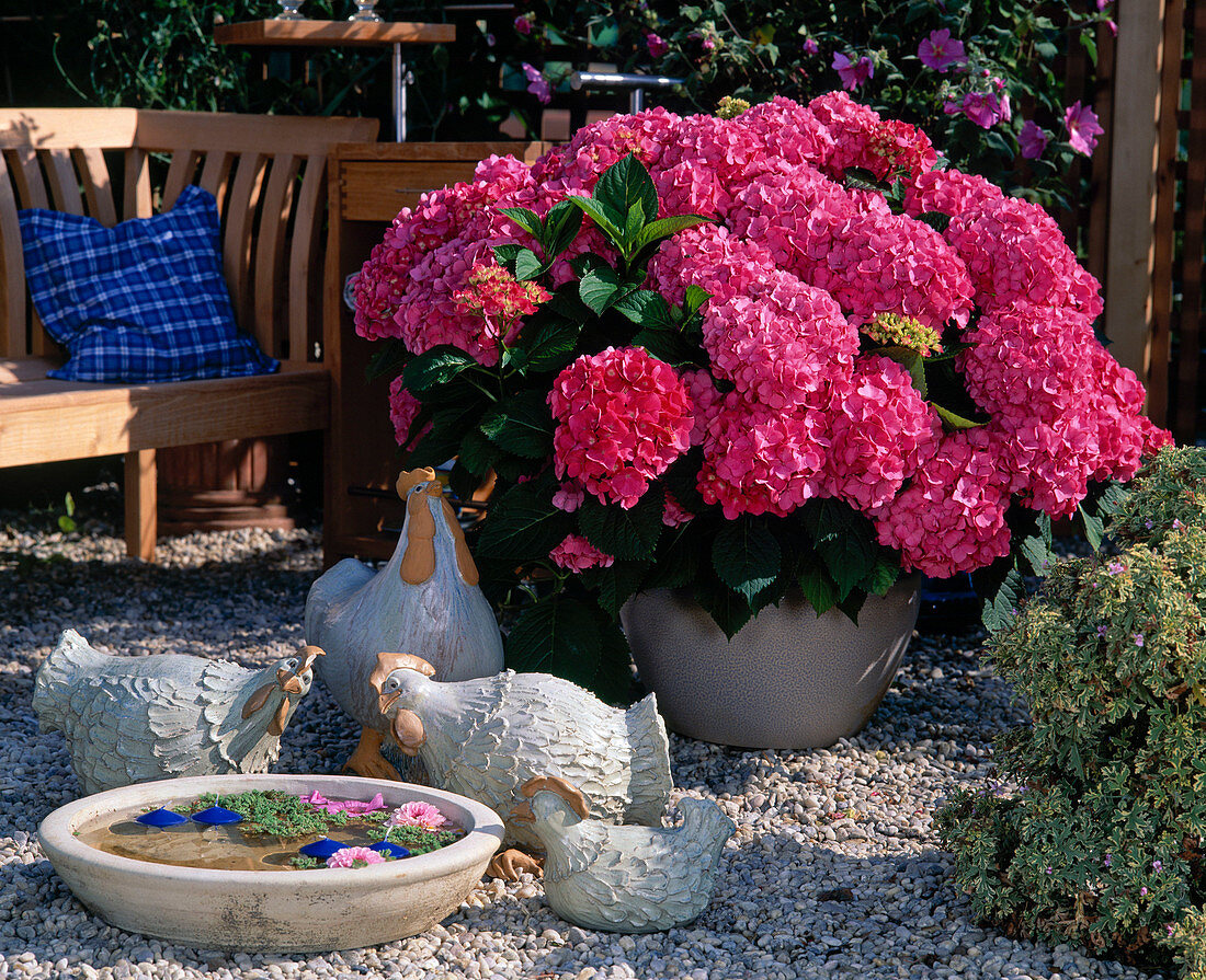 Hydrangea MACROPHYLLA