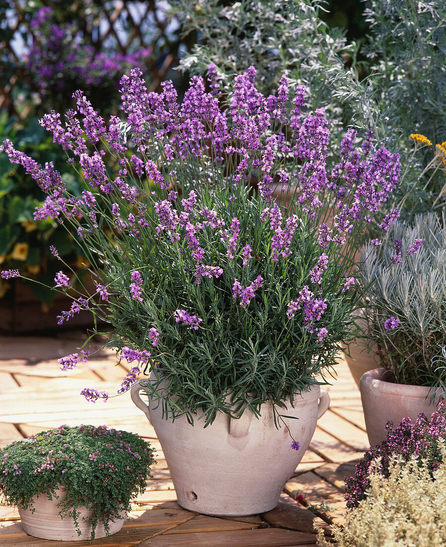 Lavandula angustifolia (lavender)