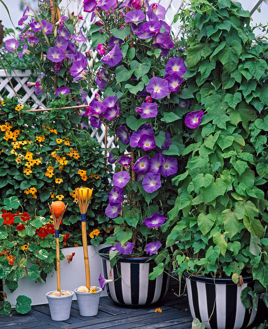 Thunbergia alata, Tropaeolum