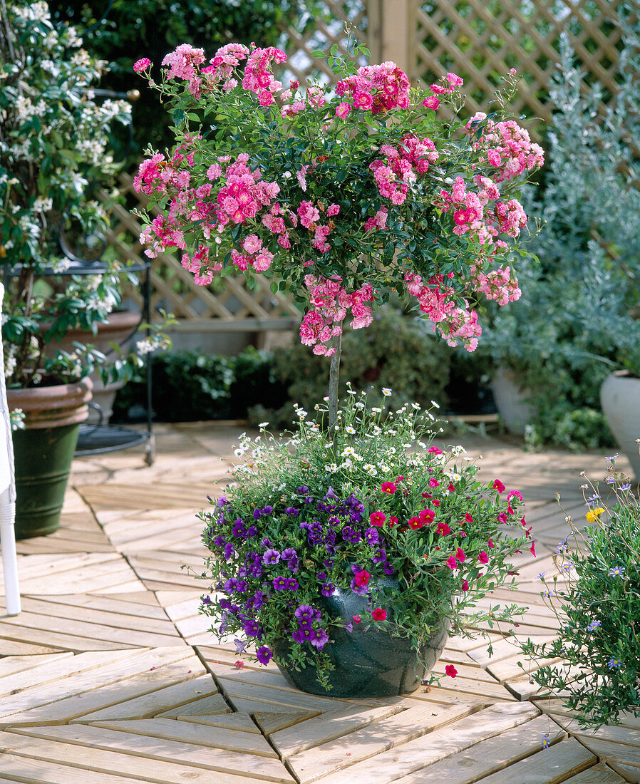 Stem Rose, Erigeron (white daisy)