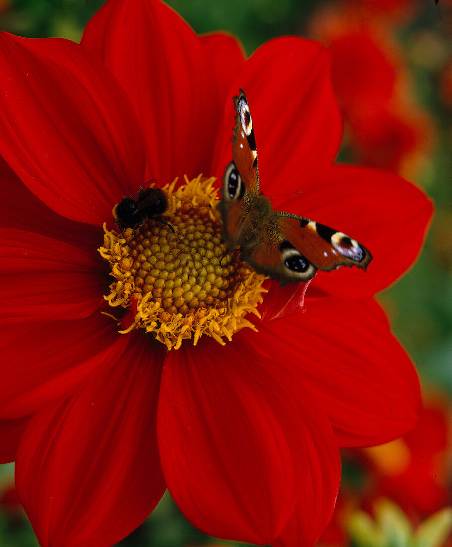 Dahlia 'Firewheel' (simple dahlia) with Inachis io (peacock butterfly)