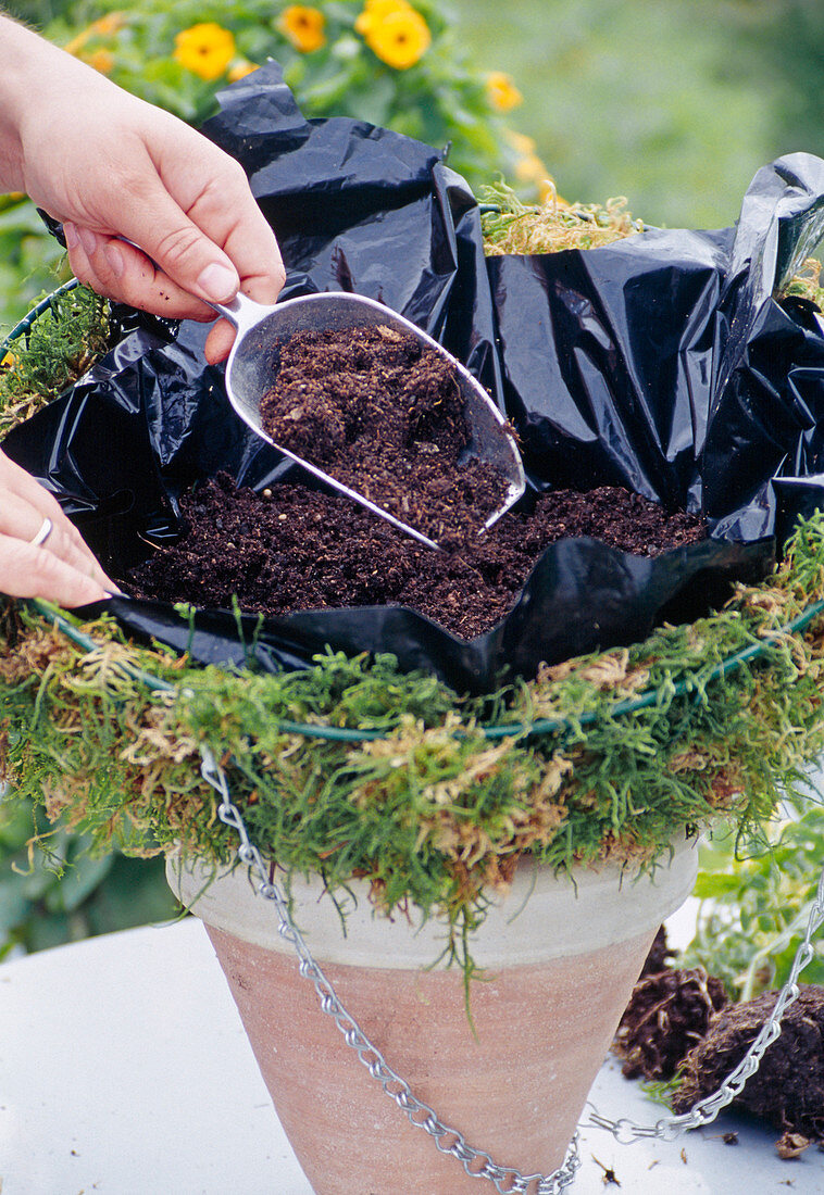 Hanging basket planting: Basket bottom with soil
