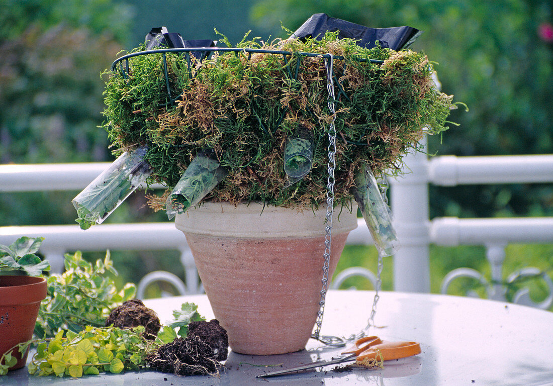 Hanging Basket Bepflanzen: Jungpflanzen