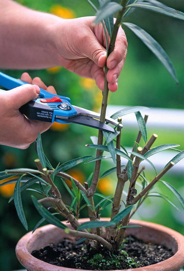 Oleander zur Verjüngung stark zurückschneiden