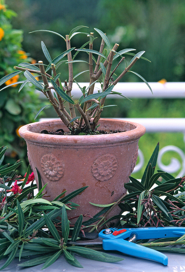 Oleander zur Verjüngung stark zurückschneiden