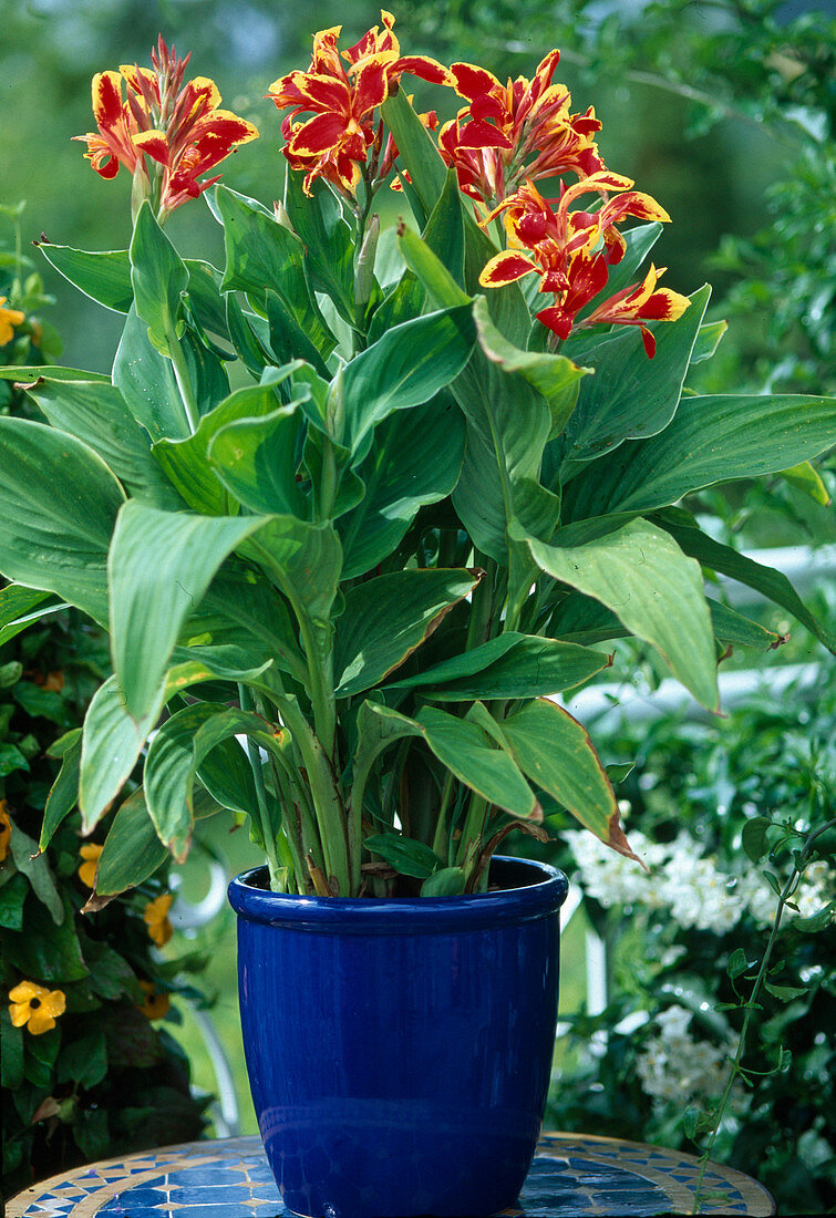 Canna indica 'Lucifer' (Indian tube flower)